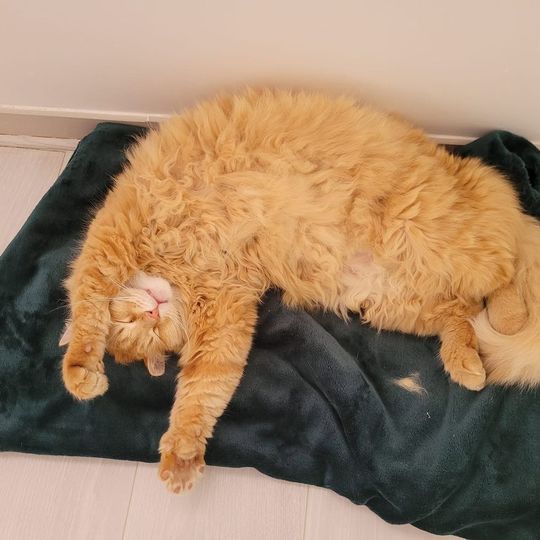Le chat du centre, ambiance douce et apaisante du studio